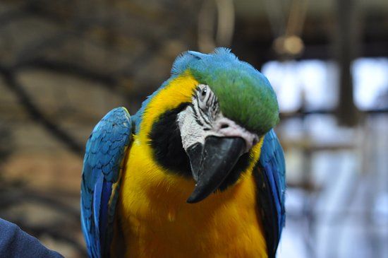 Papugarnia Ptasi Mozdzek